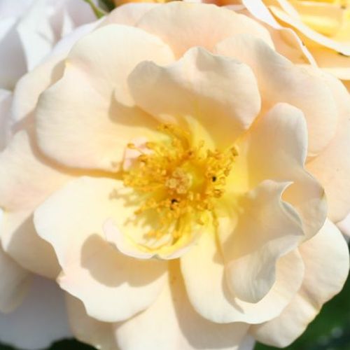 Růže eshop - Rosa  Pas de Deux - diskrétní - Stromková růže s klasickými květy - žlutá - Poulsen Roser A/S - stromková růže s keřovitým tvarem koruny - -